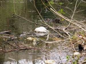 Basura en el pozu la mina (llanes) - Proyecto Turismo Sostenible Selva Asturiana